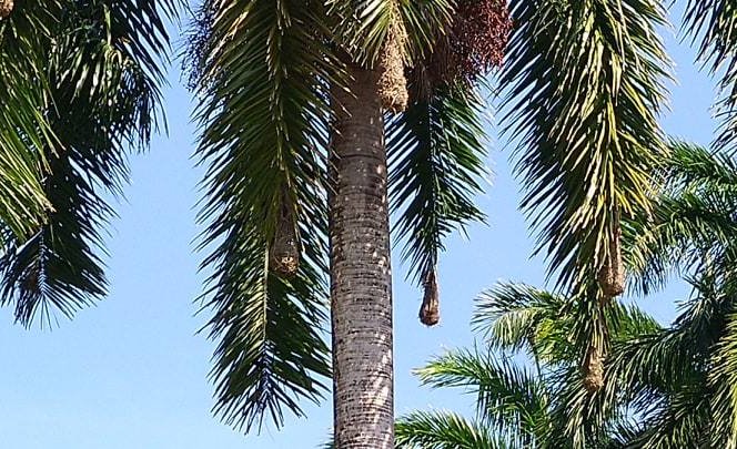 Nids dans les palmiers